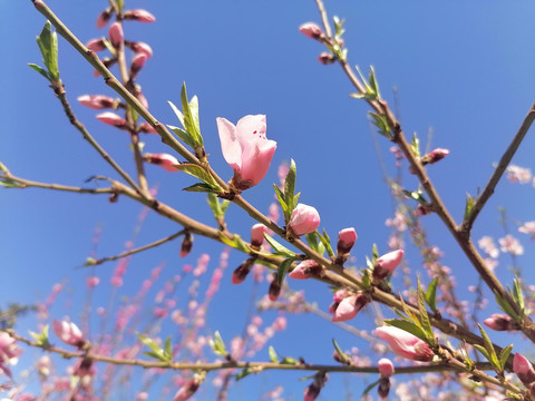 桃花花蕾