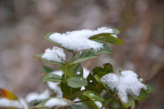 雪中绿叶