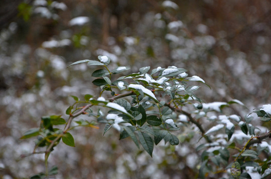 雪中绿叶