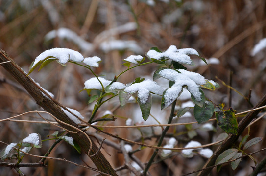 雪中绿叶