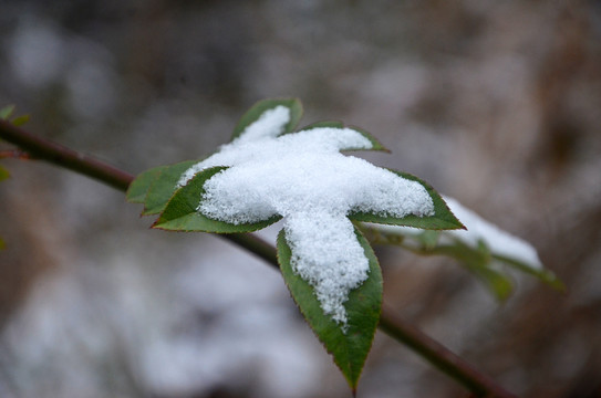 雪中绿叶