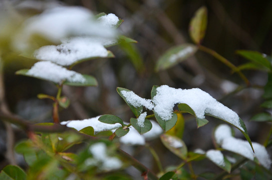 初雪