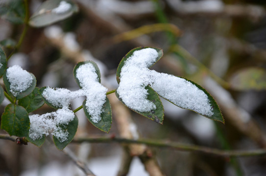 雪中绿叶