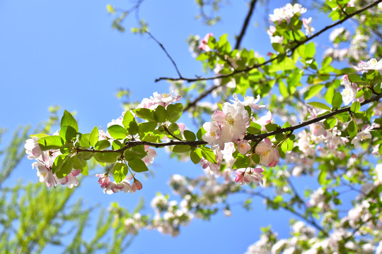 春天开花