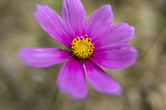 美丽格桑花