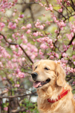 金毛狗狗与花朵