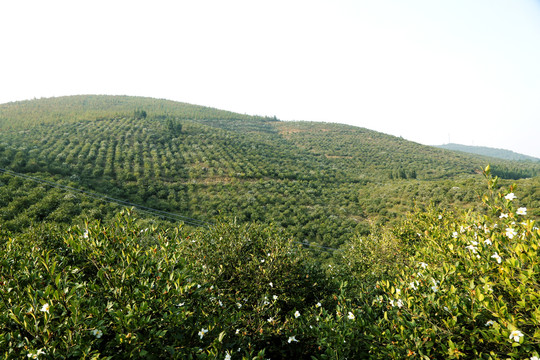 油茶基地