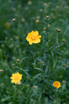 小黄花