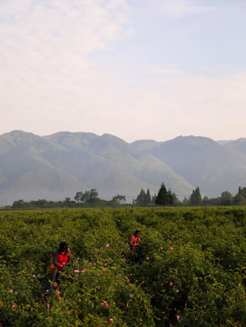 大马士革玫瑰种植基地