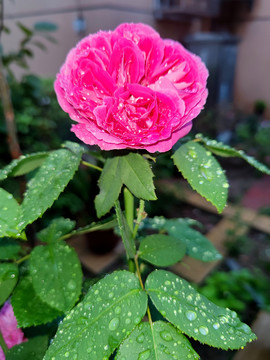 雨中绽放的月季