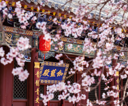 五台山寺庙古建殊像寺桃花