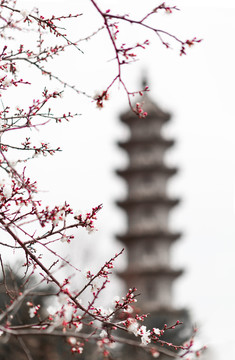 五臺山佛母洞寺廟古建塔桃花