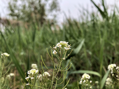 芦苇雏菊野花图片