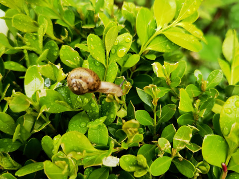 清晨雨后绿植围墙上的蜗牛