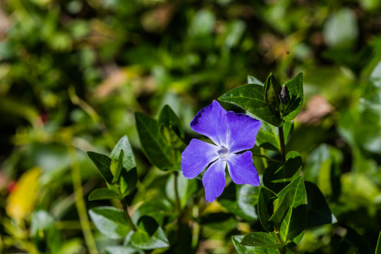 蔓长春花