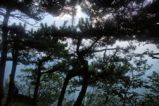 夕阳庐山风景松林剪影