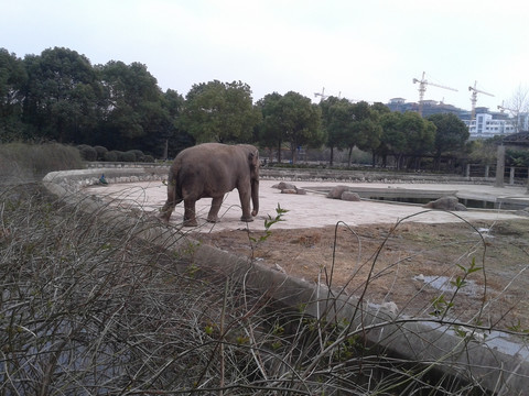 上海野生动物园