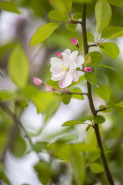 粉色的西府海棠花