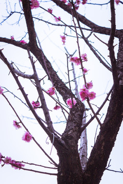 枯枝花开榆叶梅