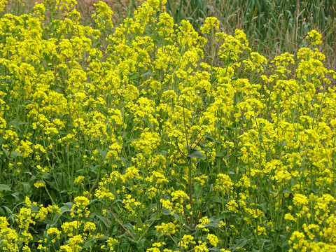 油菜花海