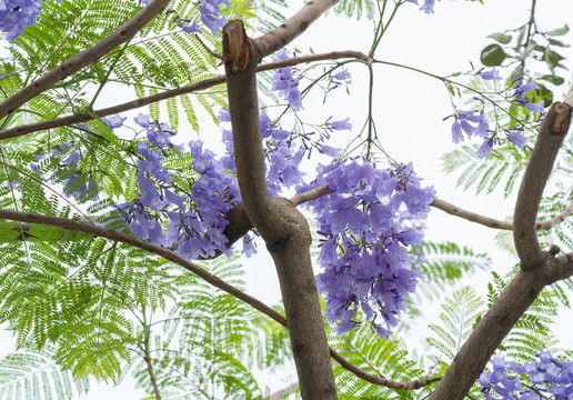 蓝花楹