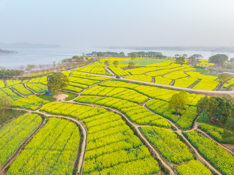 武汉东湖森林公园油菜花