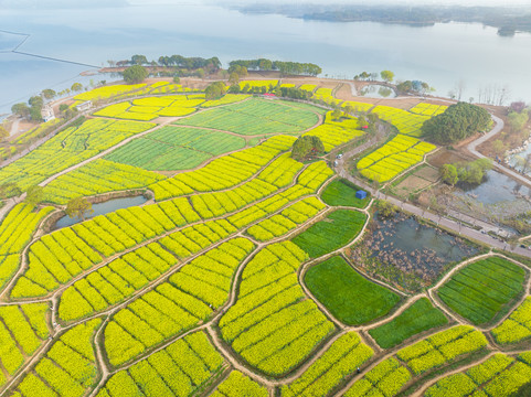 武汉东湖森林公园油菜花