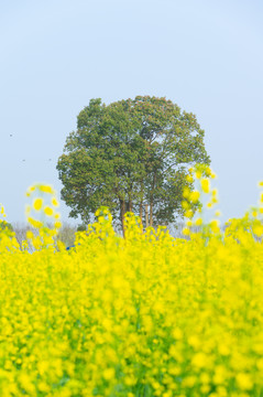 武汉东湖森林公园油菜花