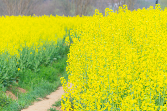 武汉东湖森林公园油菜花