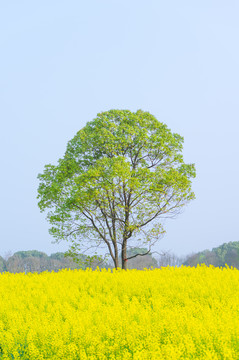 武汉东湖森林公园油菜花