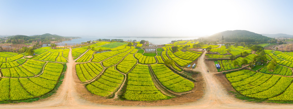 武汉东湖森林公园油菜花