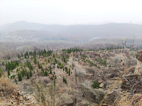 荒山生态恢复