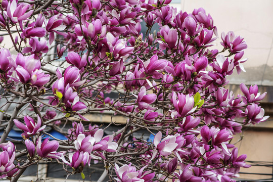 树的侧面盛开的紫玉兰花