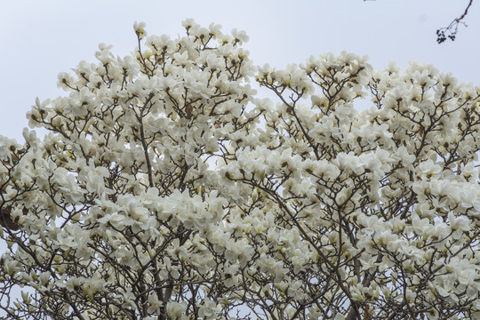 树梢上开满大片白玉兰花