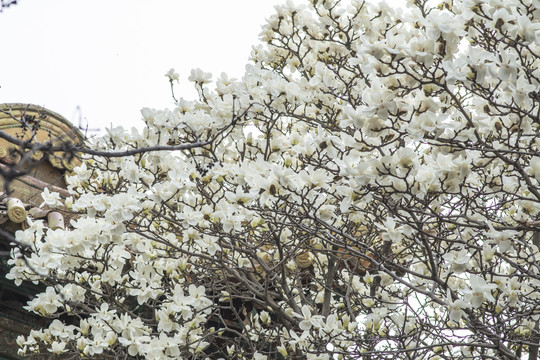 树梢上开满一片白玉兰花