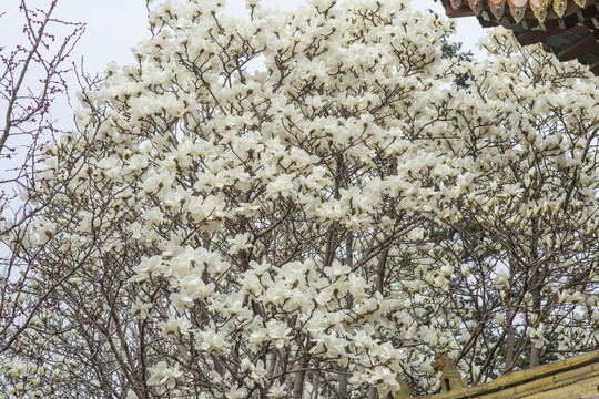树梢上盛开一大片白玉兰花