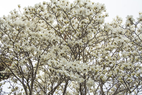 树枝上开满大片白玉兰花