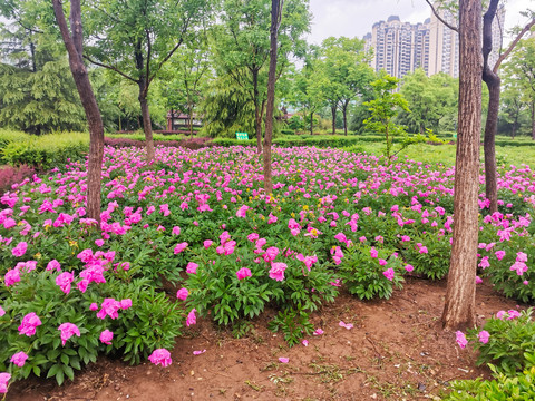 芍药花圃