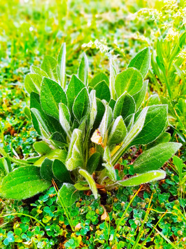 黑心金光菊