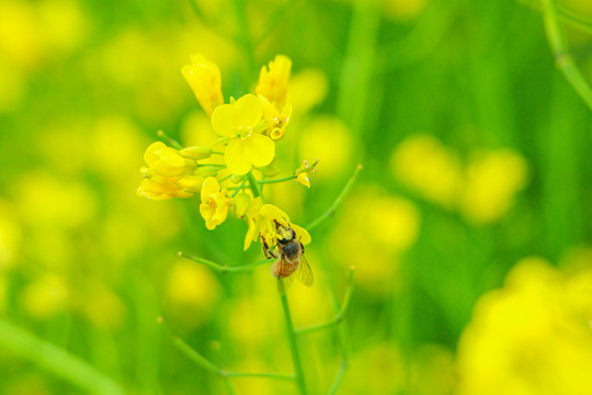 油菜花