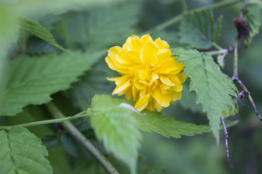 重瓣棣棠花