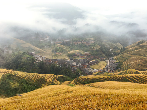 大雾中金黄梯田中的村庄俯视图