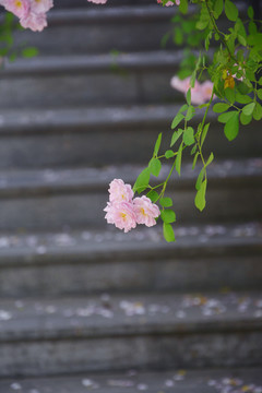 蔷薇花枝