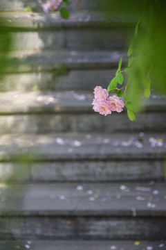 石阶与蔷薇花