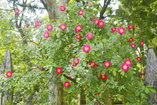 小清新蔷薇花