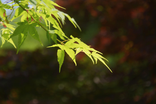 清新枫叶