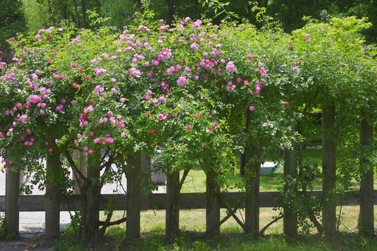 篱笆上的蔷薇花开