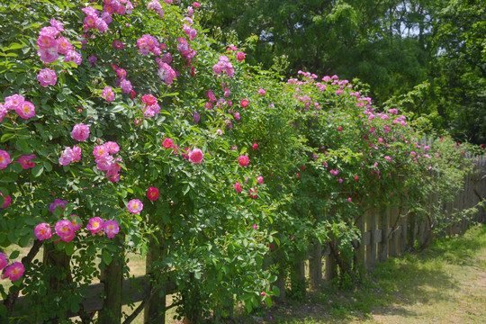 木篱笆上盛开的蔷薇花
