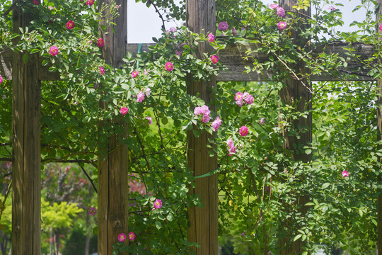 木篱笆与蔷薇花