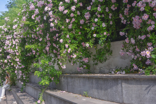 花墙与石阶场景